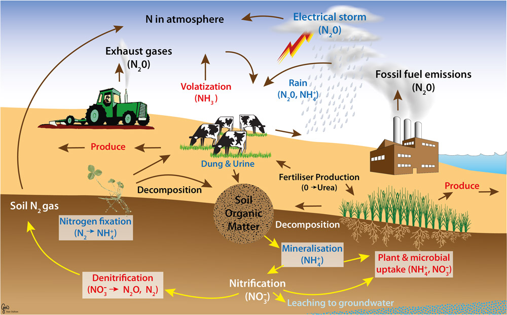 global nitrogen cycle